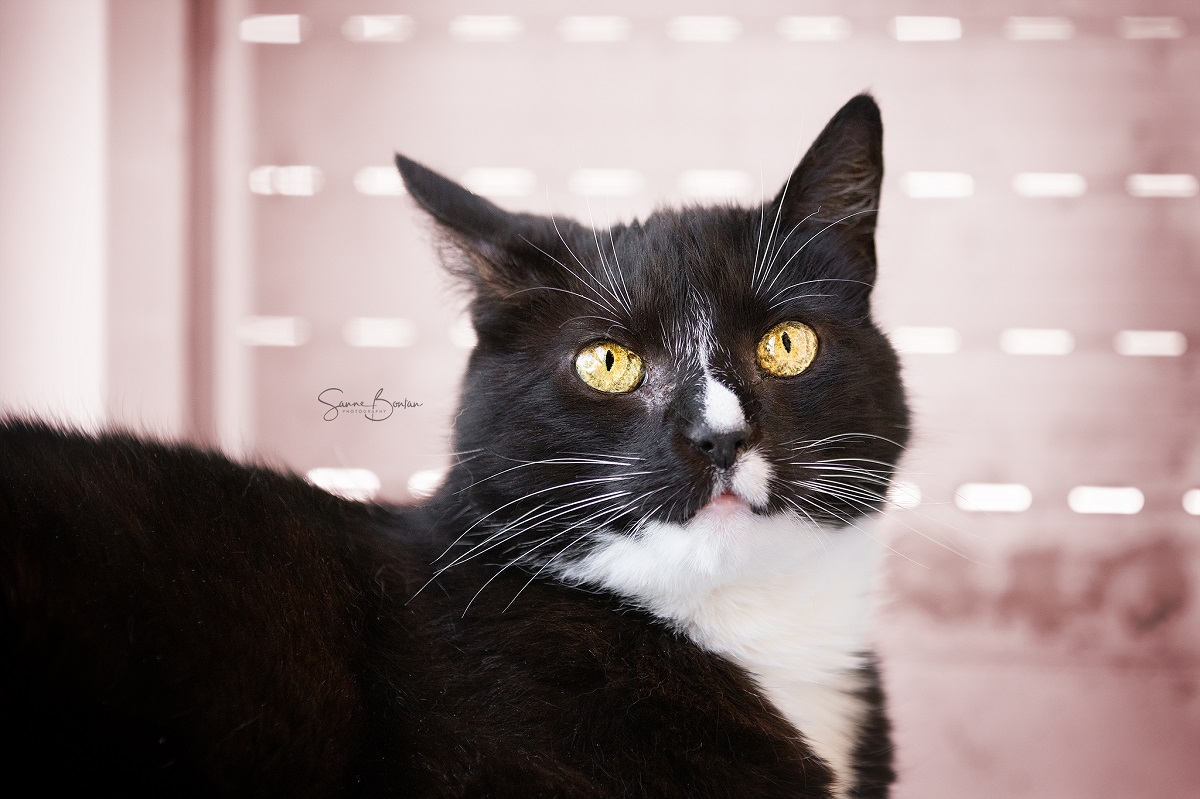 Open dag Dierenasiel Utrecht!